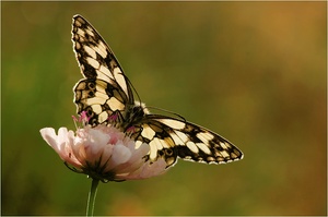 Schachbrettfalter (Melanargia galathea) ND