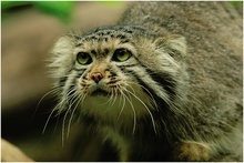 Felis manul (ZO)