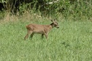 Rehkitz (Capreolus capreolus) ND