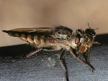 Raubfliege mit Opfer ND