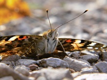 ND Distelfalter