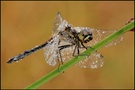 Schwarze Heidelibelle (Sympetrum danae)