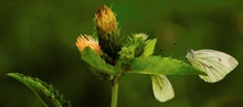 Panorama mit Blüte und zwei Weisslingen