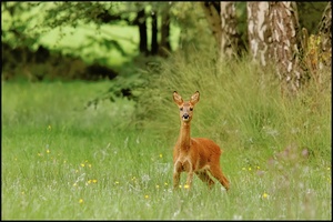 Reh (Capreolus capreolus)