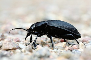 Lederlaufkäfer (Carabus coriaceus) ND