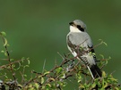 juv. Schwarzstirnwürger ND
