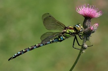 Aeshna cyanea