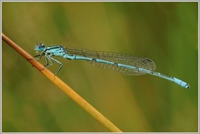 Hufeisenazurjungfer (Coenagrion puella)