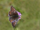 Ähnlicher Perlmuttfalter