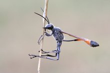 Ammophila sabulosa ND