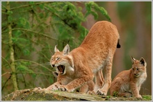 Luchs (Lynx lynx)