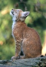 Luchs