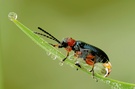 Käfer im Morgentau