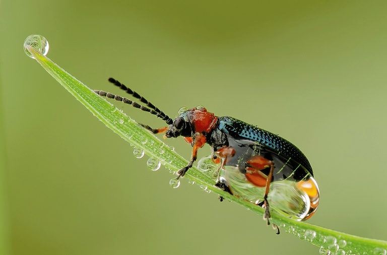 Käfer im Morgentau