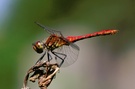 Sympetrum sanguineum ND