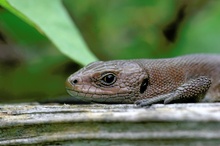 Lacerta vivipara ( Waldeidechse )