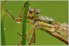 Südliche Binsenjungfer (Lestes barbarus)