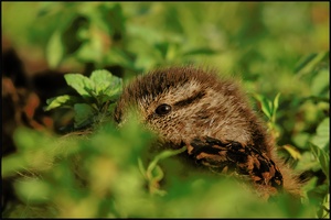 Stockente (Anas platyrhynchos) mal anders