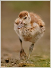 Nilgans (Alopochen aegyptiacus)