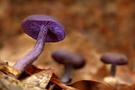 Violette Lacktrichterling (Laccaria amethystea)