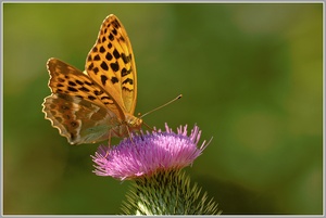 Kaisermantel (Argynnis paphia)