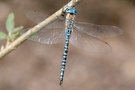 Südliche Mosaikjungfer (Aeshna affinis) ND