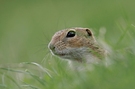 Ziesel Portrait