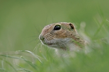 Ziesel Portrait