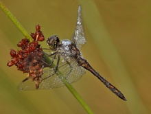 schwarze Heidelibelle