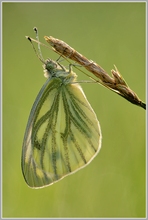 Grünaderweißling (Pieris napi)