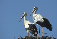 Störche auf Nest