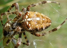 Kreuzspinne frisst Grashüpfer