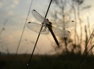 Libelle im...
