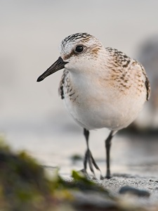 Sanderling