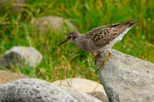 Meerstrandläufer - ND