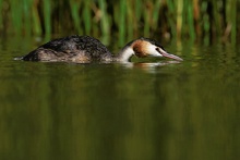 Haubentaucher (Podiceps cristatus) kurz nach und kurz vor dem (erneuten) Abtauchen ...