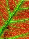 Blatt einer Apfelbeere