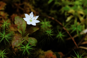 Trientalis europaea [ND]