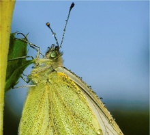 Weissling am Morgen (ND)