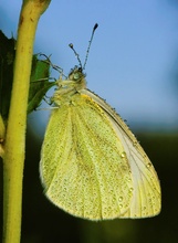 Der ganze Weissling (ND)