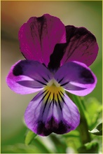 Viola tricolor, ND