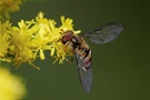 Schwebfliege auf Goldrute - ND