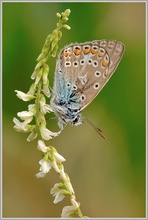 Gemeiner Bläuling (Polyommatus icarus)