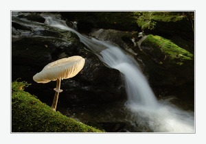 Pilz am Wasserfall