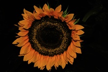 Sonnenblume