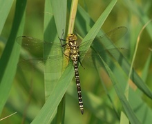 Mosaikjungfer