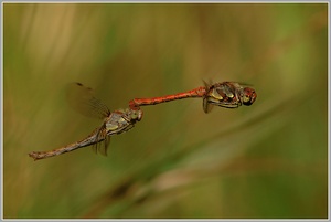 Grosse Heidelibelle (Sympetrum striolatum)