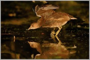 Teichhuhn (Gallinula chloropus)