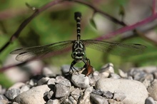 ND: Kleine Zangenlibelle