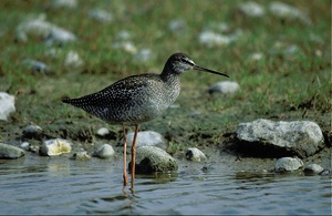 Dunkler Wasserläufer ND